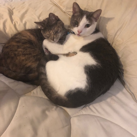 Meet your Posher, Suzie - Picture 13 of 16